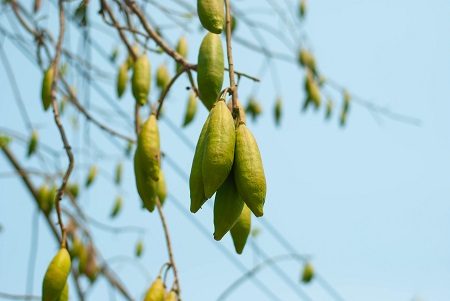 Gousses du kapokier